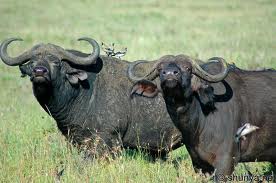 Falta de água ameaça animais selvagens