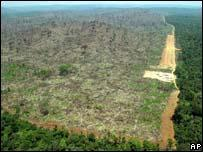 Seca verde no Ceará