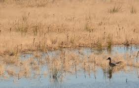 Seca dramática para a biodiversidade e a agricultura