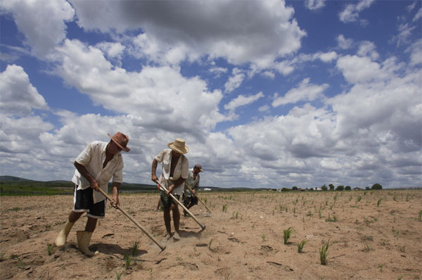 Safra agrícola no Ceará deverá cair pela metade em 2012, estima IBGE