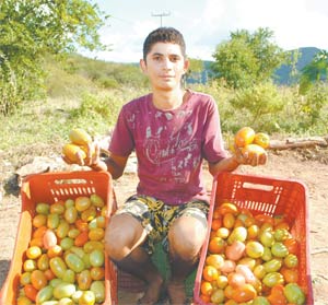 Agricultores inovam e superam seca
