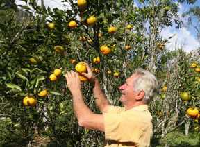 Agricultores recebem para preservar mata
