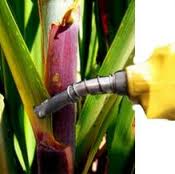 Biocombustíveis e fome, dois lados da mesma moeda