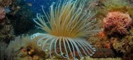 APOSTA PELOS OCEANOS
