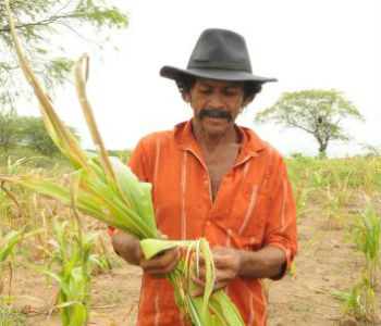 Seca prossegue no Nordeste, provocando perda de 87% na safra de grãos do Ceará