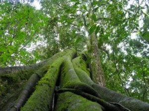 Ministra do Meio Ambiente diz que normatização do Código Florestal será feita por decreto presidencial