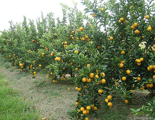 Código Florestal amplia anistia para grandes produtores. Expectativa é de vetos pontuais