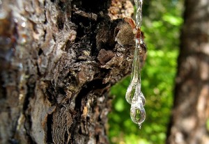 Fluidos de árvores se transformam em plástico biodegradável