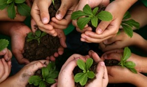 Plantação de árvores se torna solução para mitigar efeito estufa